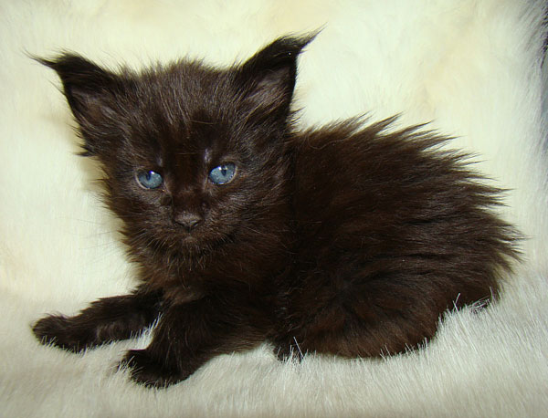     Catsvill County!   !    !       !!!    Catsvill County +7-926-544-74-09     .   ,   ,   ,    ,   ,  ,     ,   -,    ,   !